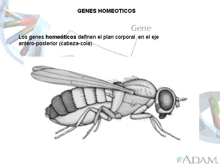GENES HOMEOTICOS Los genes homeóticos definen el plan corporal en el eje antero-posterior (cabeza-cola)