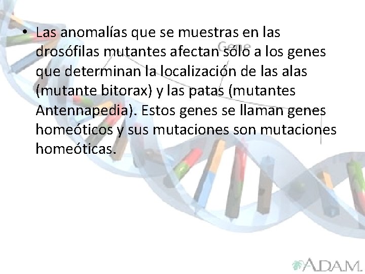  • Las anomalías que se muestras en las drosófilas mutantes afectan sólo a