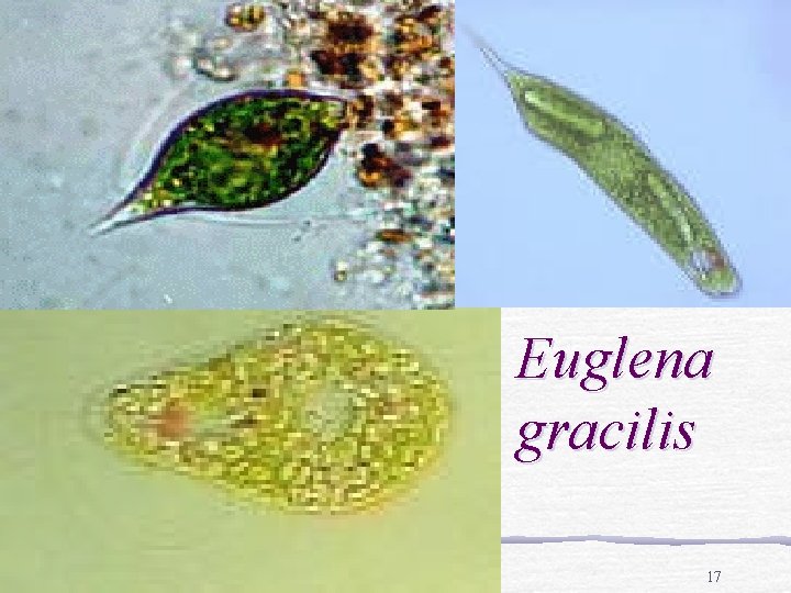 Euglena gracilis 1/22/2022 17 