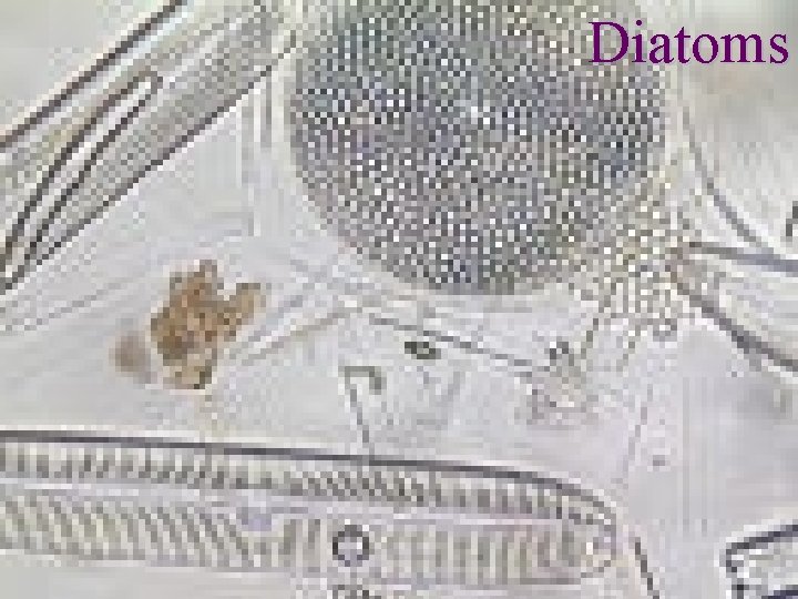 Diatoms 1/22/2022 19 