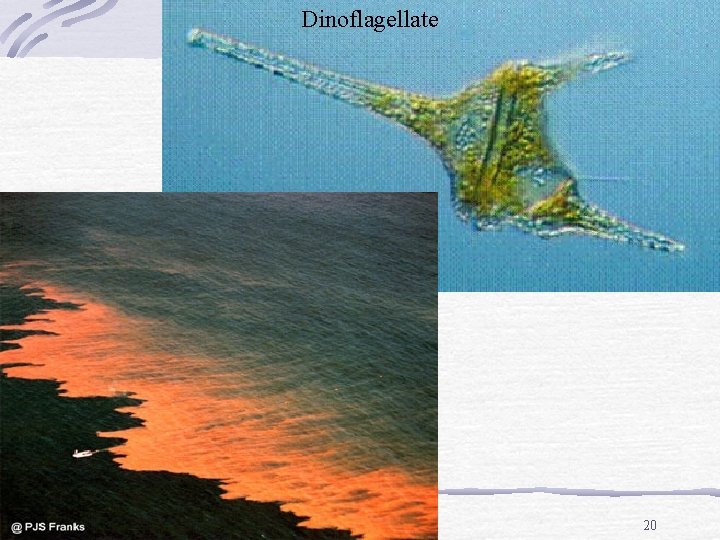 Dinoflagellate 1/22/2022 20 