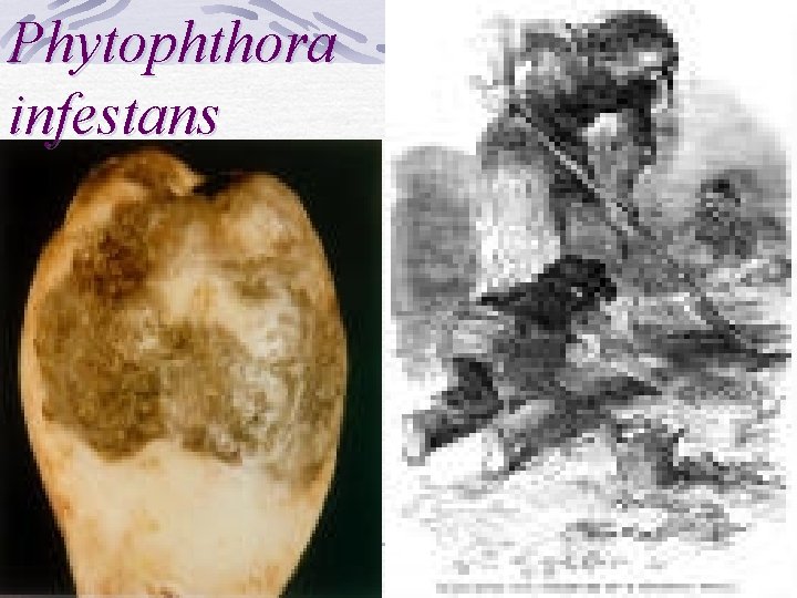 Phytophthora infestans 1/22/2022 25 
