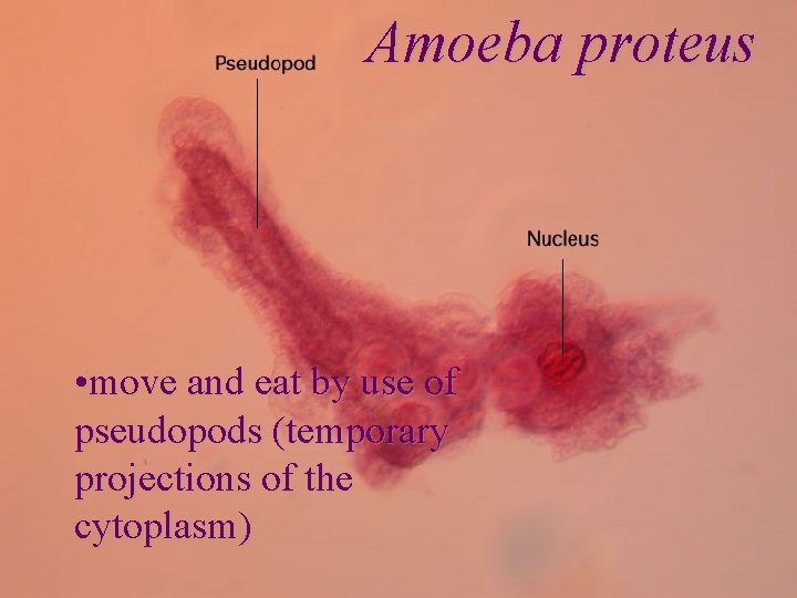 Amoeba proteus • move and eat by use of pseudopods (temporary projections of the