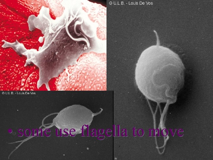  • some use flagella to move 1/22/2022 7 