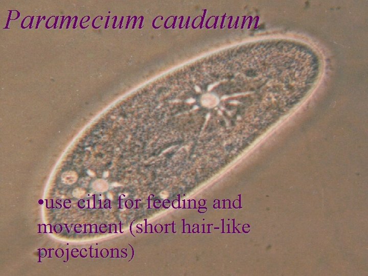 Paramecium caudatum • use cilia for feeding and movement (short hair-like projections) 1/22/2022 8