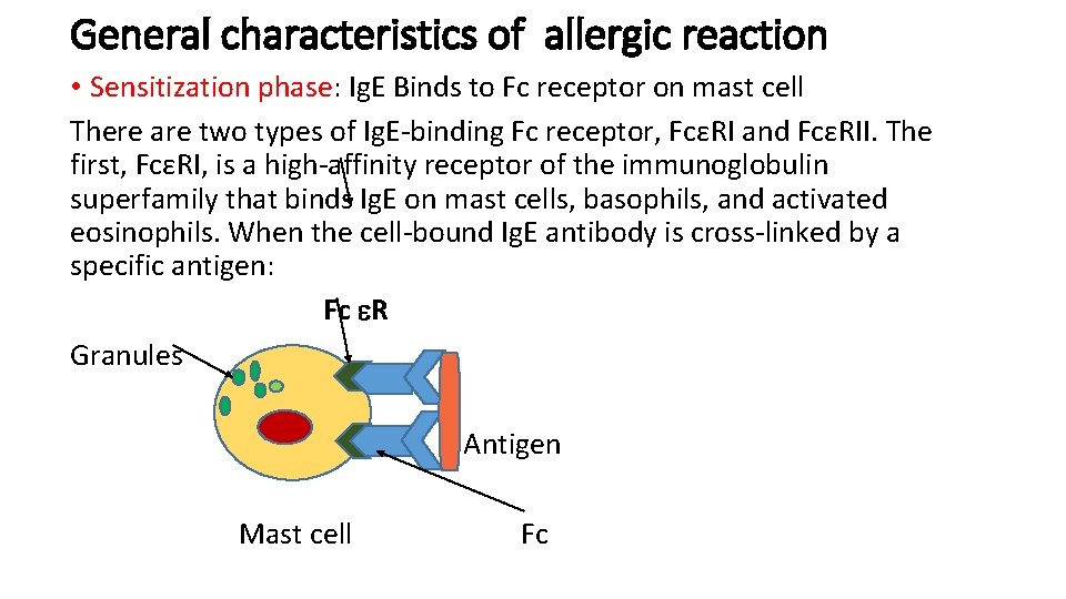 General characteristics of allergic reaction • Sensitization phase: Ig. E Binds to Fc receptor General characteristics of allergic reaction • Sensitization phase: Ig. E Binds to Fc receptor