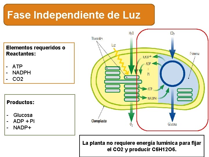 Fase Independiente de Luz Elementos requeridos o Reactantes: - ATP - NADPH - CO