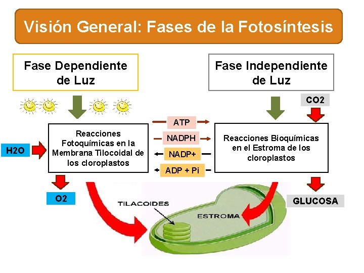 Visión General: Fases de la Fotosíntesis Fase Dependiente de Luz Fase Independiente de Luz