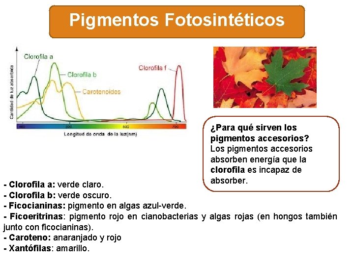 Pigmentos Fotosintéticos ¿Para qué sirven los pigmentos accesorios? Los pigmentos accesorios absorben energía que