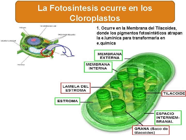 La Fotosíntesis ocurre en los Cloroplastos 1. Ocurre en la Membrana del Tilacoides, donde