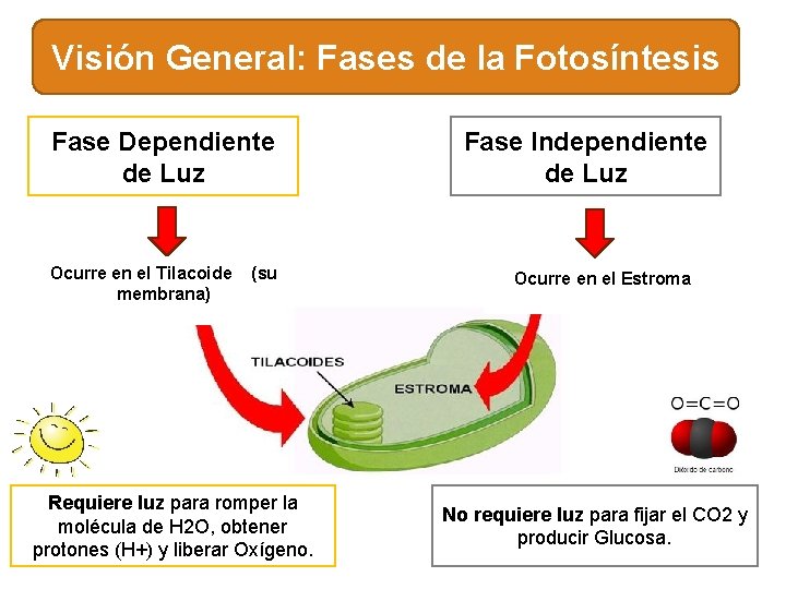 Visión General: Fases de la Fotosíntesis Fase Dependiente de Luz Ocurre en el Tilacoide