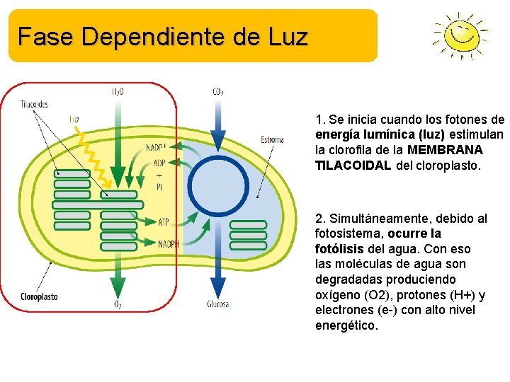 Fase Dependiente de Luz 1. Se inicia cuando los fotones de energía lumínica (luz)