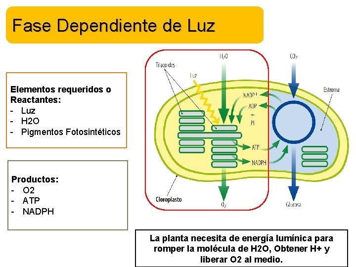 Fase Dependiente de Luz Elementos requeridos o Reactantes: - Luz - H 2 O