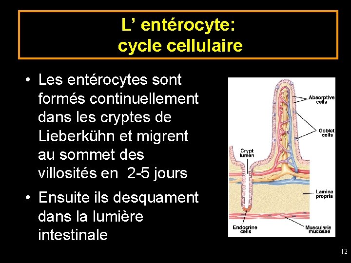 L’ entérocyte: cycle cellulaire • Les entérocytes sont formés continuellement dans les cryptes de