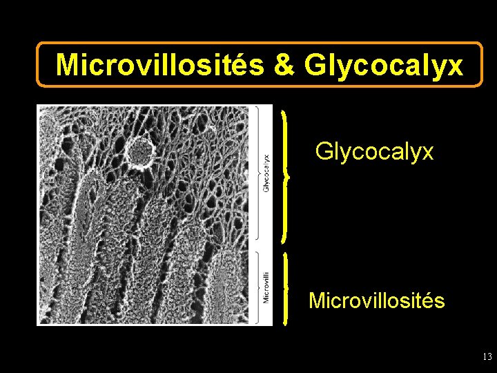 Microvillosités & Glycocalyx Microvillosités 13 