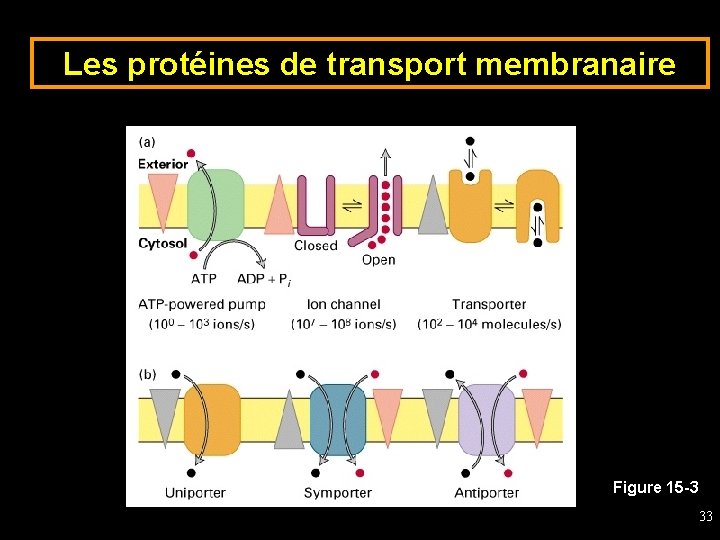 Les protéines de transport membranaire Figure 15 -3 33 