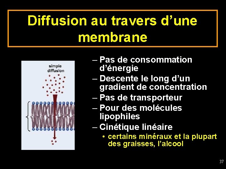 Diffusion au travers d’une membrane – Pas de consommation d’énergie – Descente le long