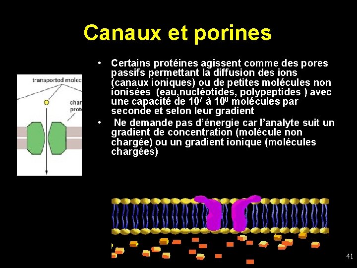 Canaux et porines • Certains protéines agissent comme des pores passifs permettant la diffusion