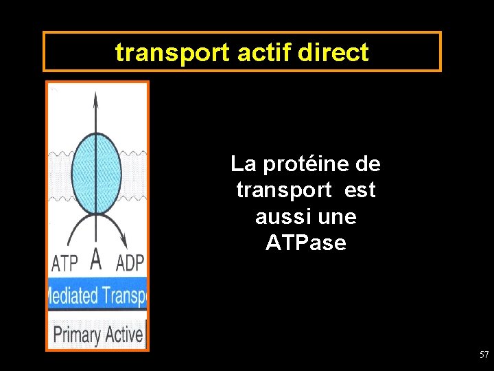 transport actif direct La protéine de transport est aussi une ATPase 57 