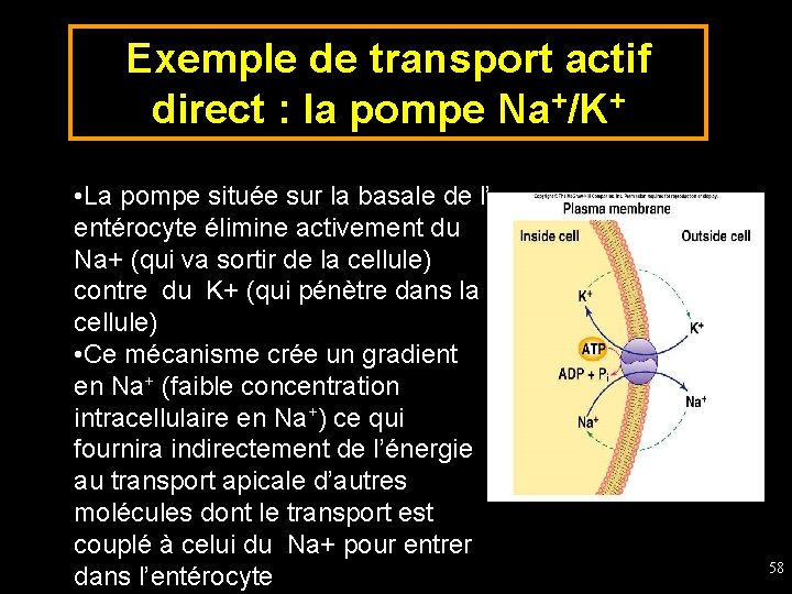 Exemple de transport actif direct : la pompe Na+/K+ • La pompe située sur