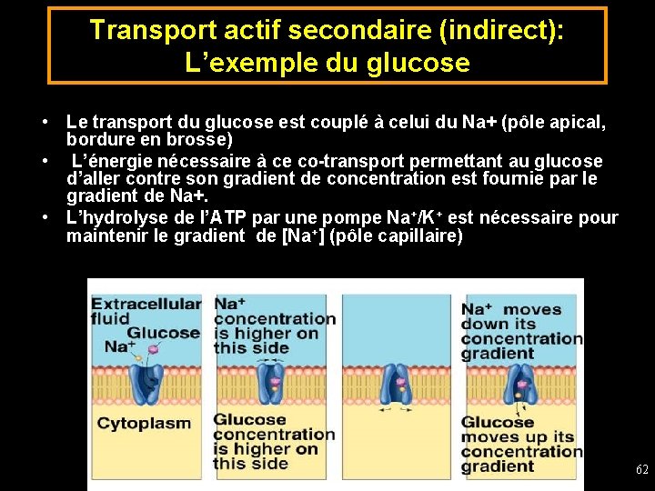 Transport actif secondaire (indirect): L’exemple du glucose • Le transport du glucose est couplé