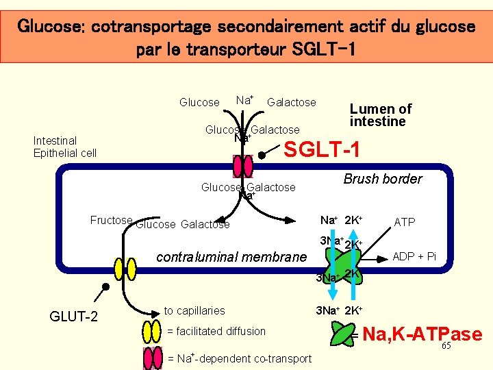 Glucose: cotransportage secondairement actif du glucose par le transporteur SGLT-1 Glucose Na+ Galactose Glucose