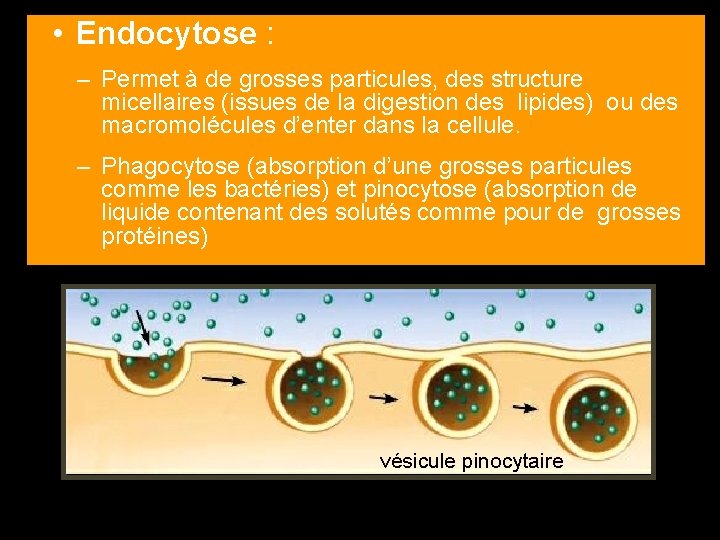  • Endocytose : – Permet à de grosses particules, des structure micellaires (issues