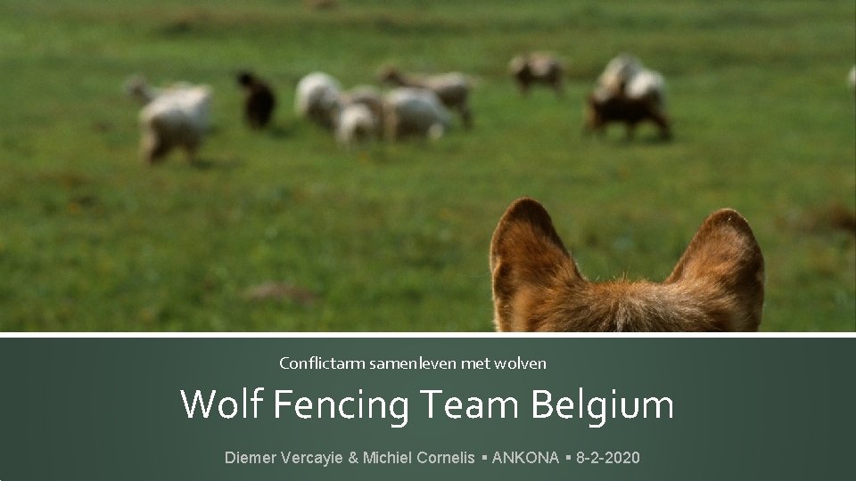 Conflictarm samenleven met wolven Wolf Fencing Team Belgium Diemer Vercayie & Michiel Cornelis ANKONA