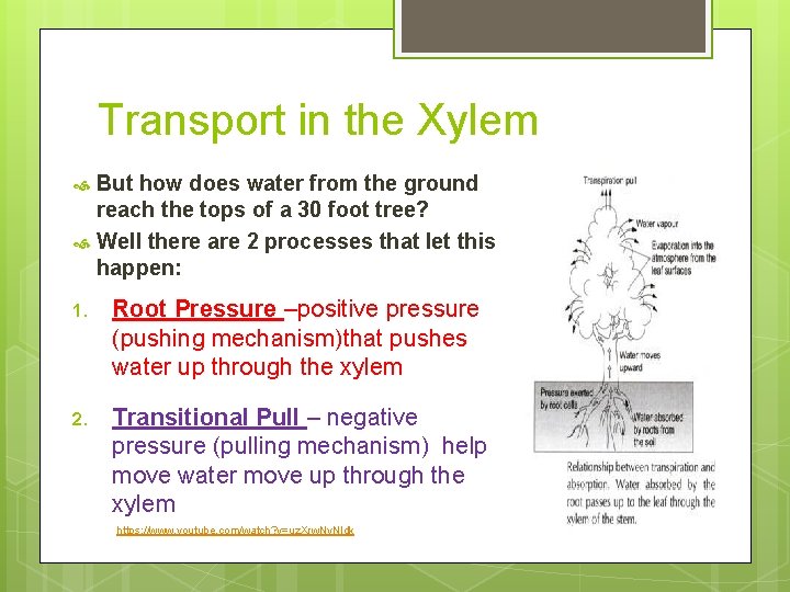 Transport in the Xylem But how does water from the ground reach the tops