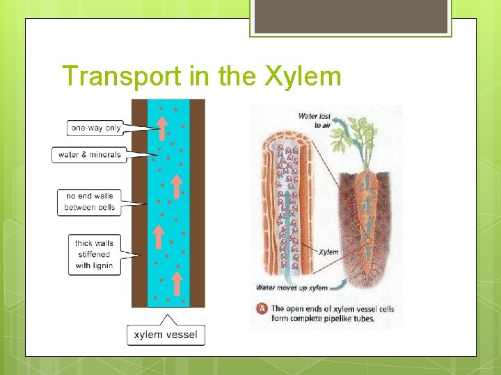 Transport in the Xylem 
