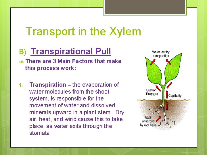 Transport in the Xylem B) 1. Transpirational Pull There are 3 Main Factors that