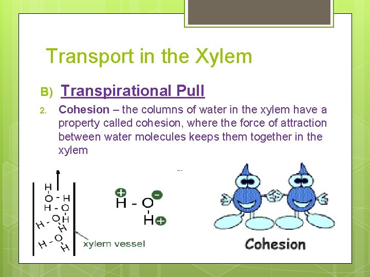 Transport in the Xylem B) Transpirational Pull 2. Cohesion – the columns of water
