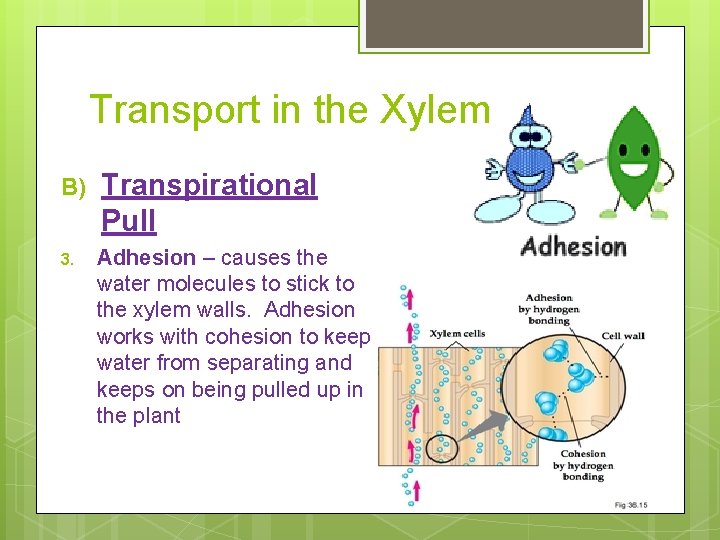 Transport in the Xylem B) Transpirational Pull 3. Adhesion – causes the water molecules