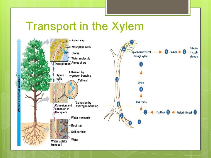 Transport in the Xylem 