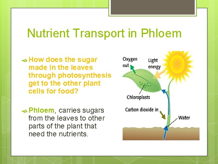 Nutrient Transport in Phloem How does the sugar made in the leaves through photosynthesis
