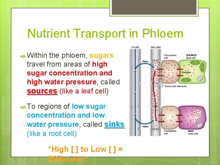 Nutrient Transport in Phloem Within the phloem, sugars travel from areas of high sugar