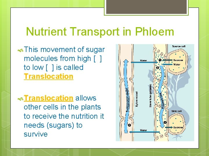 Nutrient Transport in Phloem This movement of sugar molecules from high [ ] to