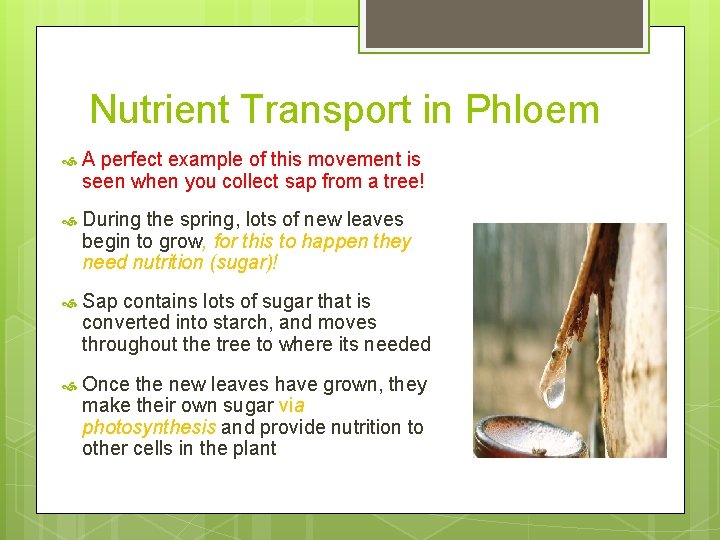 Nutrient Transport in Phloem A perfect example of this movement is seen when you