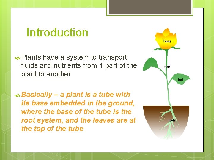 Introduction Plants have a system to transport fluids and nutrients from 1 part of