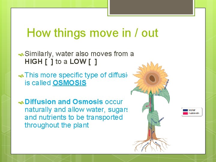 How things move in / out Similarly, water also moves from a HIGH [