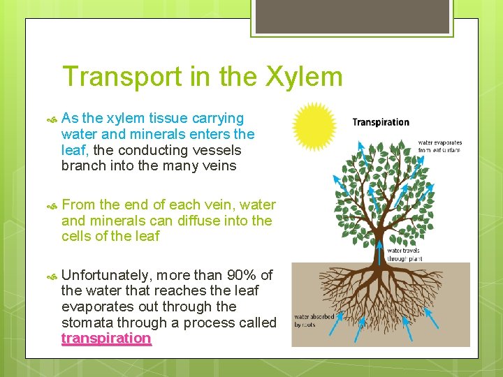 Transport in the Xylem As the xylem tissue carrying water and minerals enters the