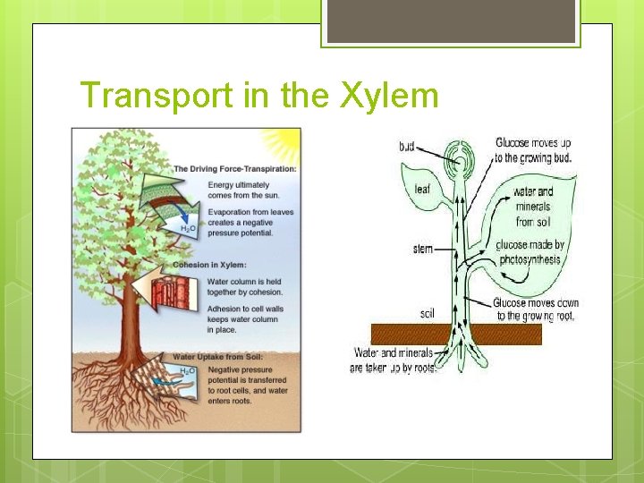 Transport in the Xylem 