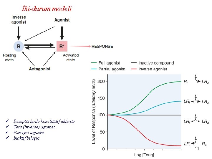 İki-durum modeli ü ü Reseptörlerde konstitütif aktivite Ters (inverse) agonist Parsiyel agonist İnaktif bileşik