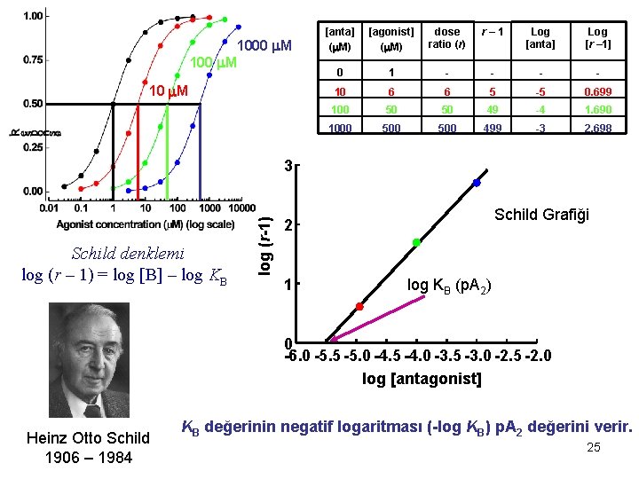 1000 m. M 10 m. M [anta] (m. M) [agonist] (m. M) dose ratio