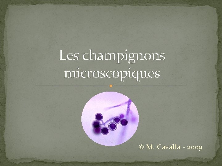 Les champignons microscopiques © M. Cavalla - 2009 