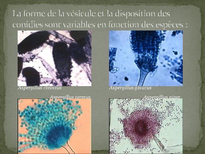 La forme de la vésicule et la disposition des conidies sont variables en fonction