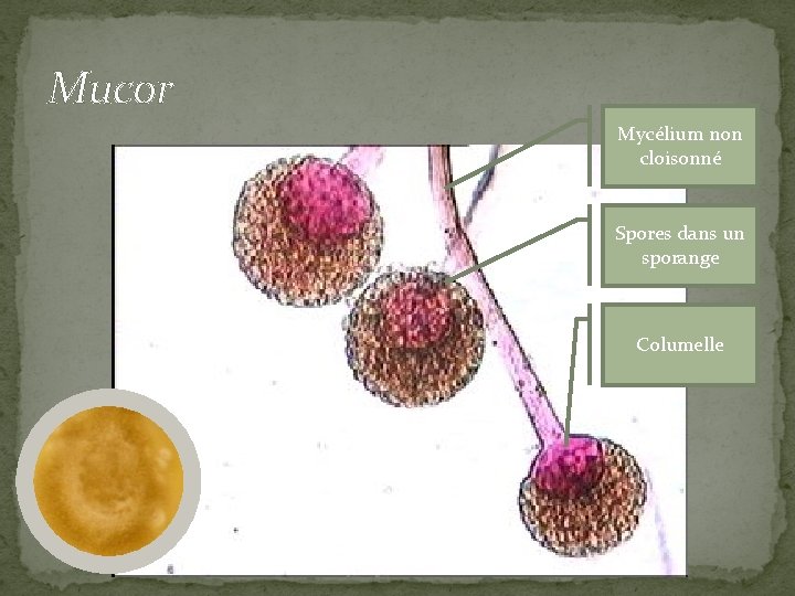 Mucor Mycélium non cloisonné Spores dans un sporange Columelle 