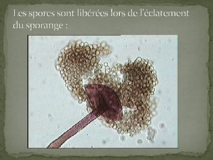 Les spores sont libérées lors de l’éclatement du sporange : 