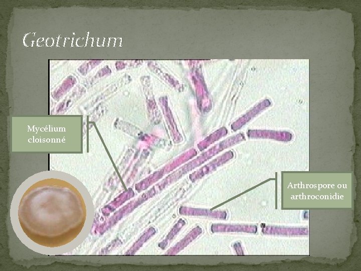 Geotrichum Mycélium cloisonné Arthrospore ou arthroconidie 