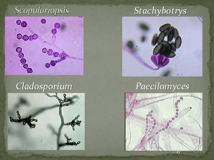 Scopulariopsis Stachybotrys Cladosporium Paecilomyces 17 